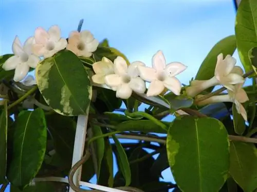 Растение Stephanotis floribunda f. пестрый
