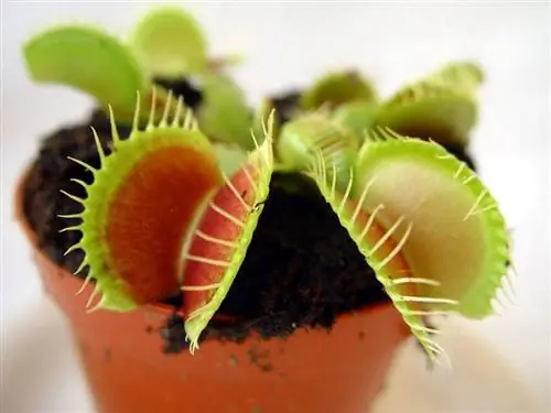 Растение Dionaea muscipula в горшке