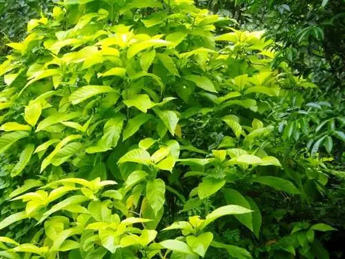 Декоративные растения в саду