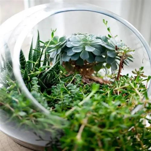 суккуленты