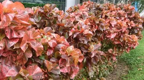 Растения Acalypha wilkesiana 'Mosaica'