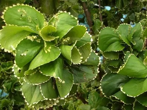 Образец Acalypha wilkesiana f. циркината
