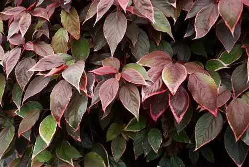 Растение Acalypha wilkesiana 'Marginata'