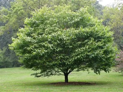 Acer carpinifolium дерево