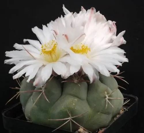 Образец Thelocactus hexahedrophorus