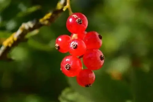польза смородины