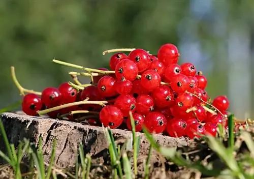 крыжовник полезен для здоровья