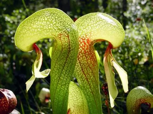 Образец Darlingtonia californica