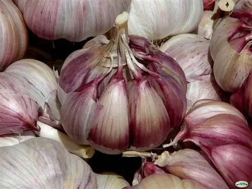 чеснок