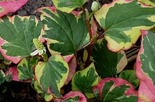 Растение Houttuynia cordata 'Chameleon''