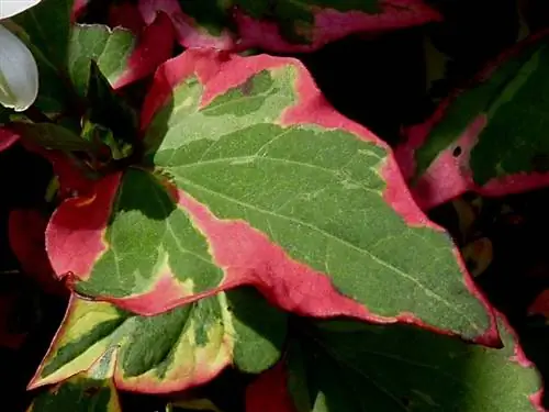 Лист Houttuynia cordata 'Chameleon'
