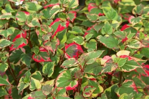Растение Houttuynia cordata 'Chameleon'