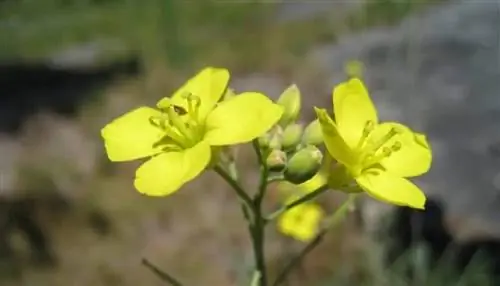Diplotaxis muralis, одуванчик