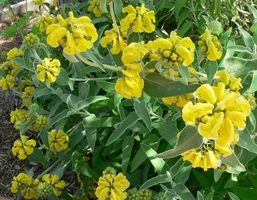 Вид на растение и цветы Phlomis fruticosa