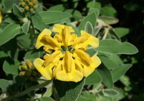 Цветок растения Phlomis fruticosa