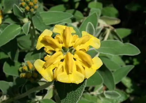 Phlomis fruticosa или желтая шалфей, красивое и деревенское растение