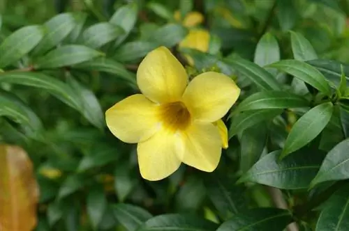 Прекрасное растение Allamanda cathartica в цвету