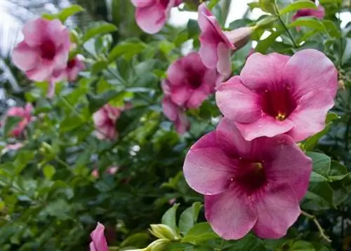 Листья и цветы Allamanda blanchetii