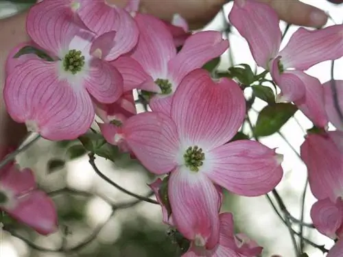 Цветы Cornus florida 'Rubra'