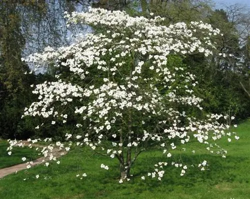 Образец Cornus florida в цветке