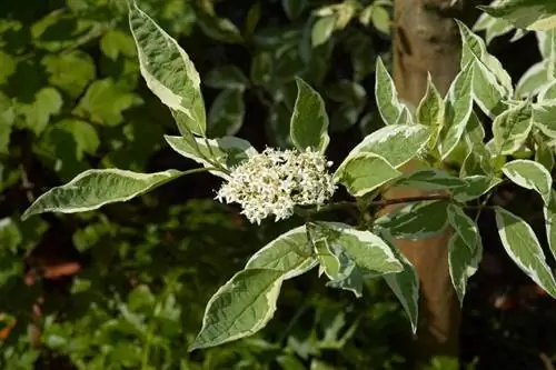Cornus alba 'Elegantissima', листья и цветки