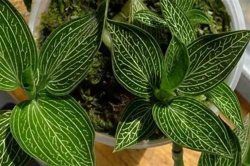 Знакомьтесь: Ludisia discolor, жемчужина орхидеи