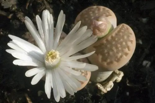 Lithops sp в цветке
