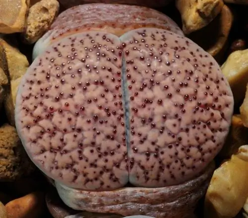 Lithops verruculosa или живой камень