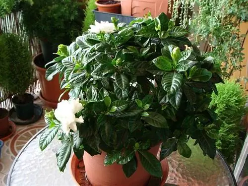 сульфат железа для горшечных растений