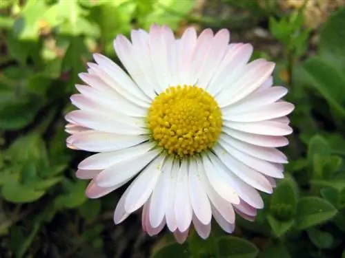 Цветок растения Bellis perennis