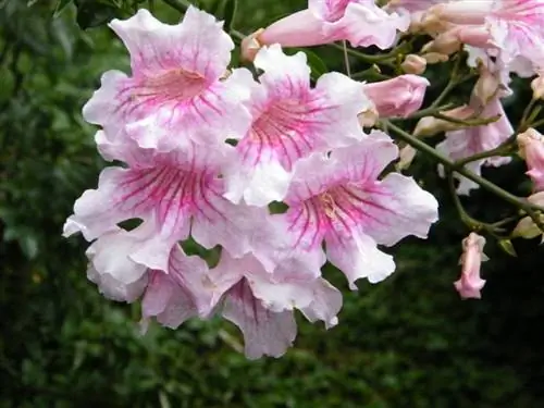 Цветы Podranea ricasoliana