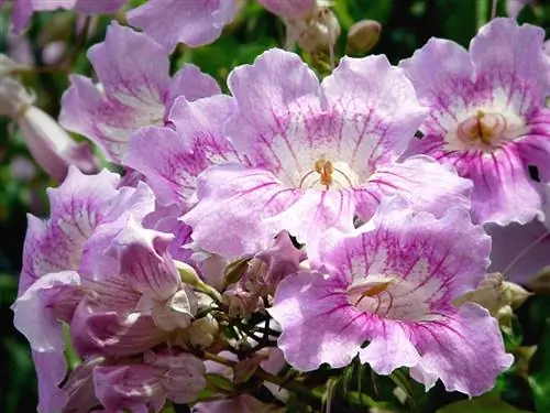 Podranea ricasoliana в цветке
