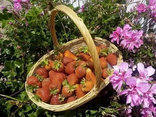 клубнику можно выращивать летом клубнику можно выращивать летом