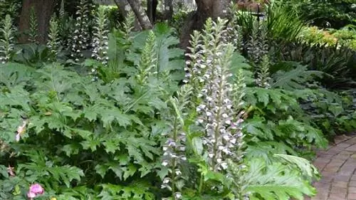 картина картина