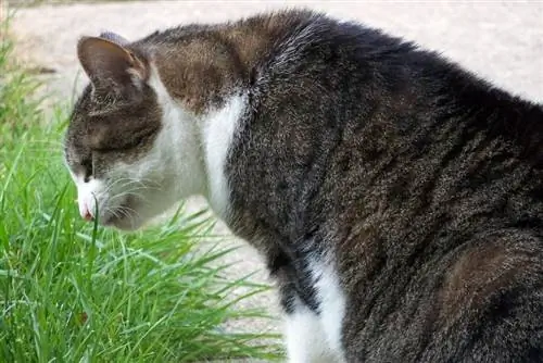 кошка ест траву