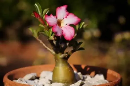 Adenium obesum или пустынная роза