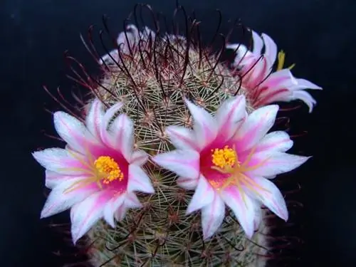 Образец Mammillaria swinglei