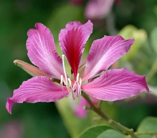 Цветок дерева Bauhinia blakeana