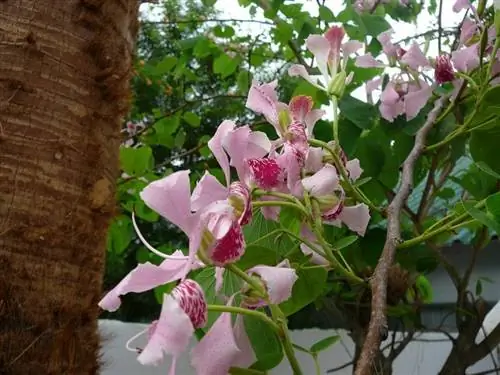 Группа цветов Bauhinia monandra