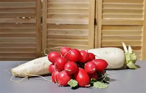 уход за редисом уход за редисом
