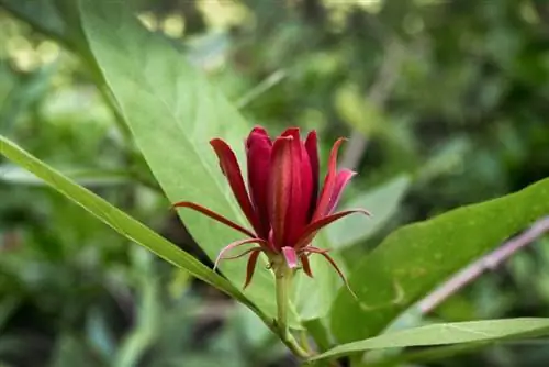 Calycanthus occidentalis в цветке