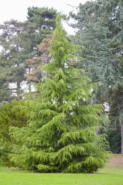 Образец Cedrus deodara