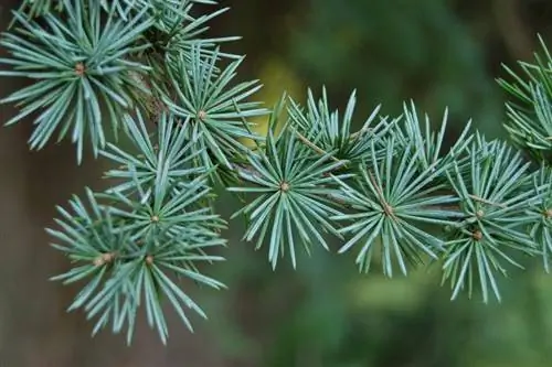 Листья Cedrus atlantica 'Glauca''