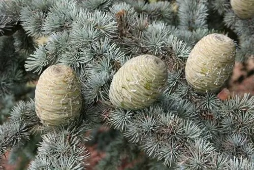 Плоды Cedrus atlanticus