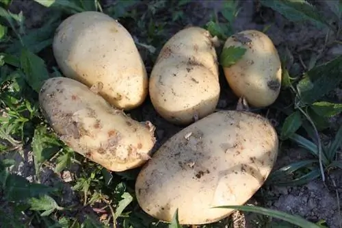 болезни, кроме картофеля