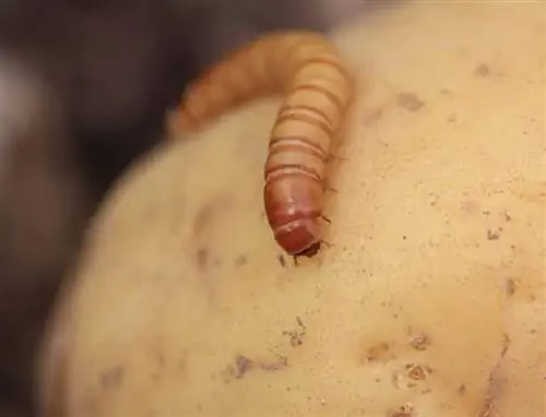 картофельные личинки