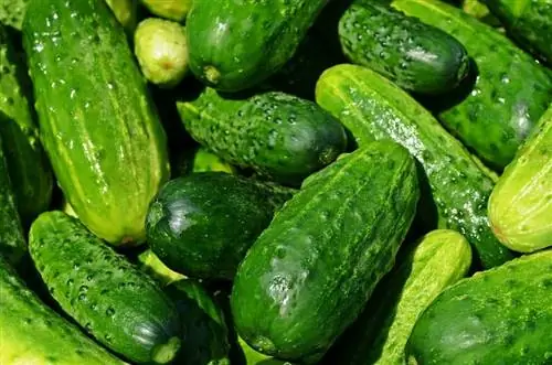 Советы по выращиванию огурцов