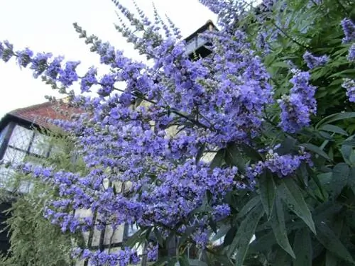 Цветы Vitex agnus-castus