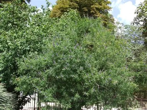 Взрослый экземпляр Vitex agnus-castus