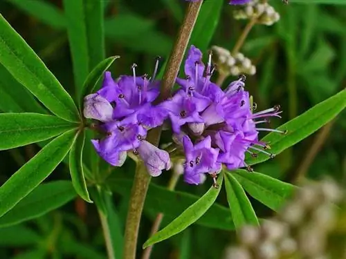 Vitex agnus-castus с сиреневыми цветами